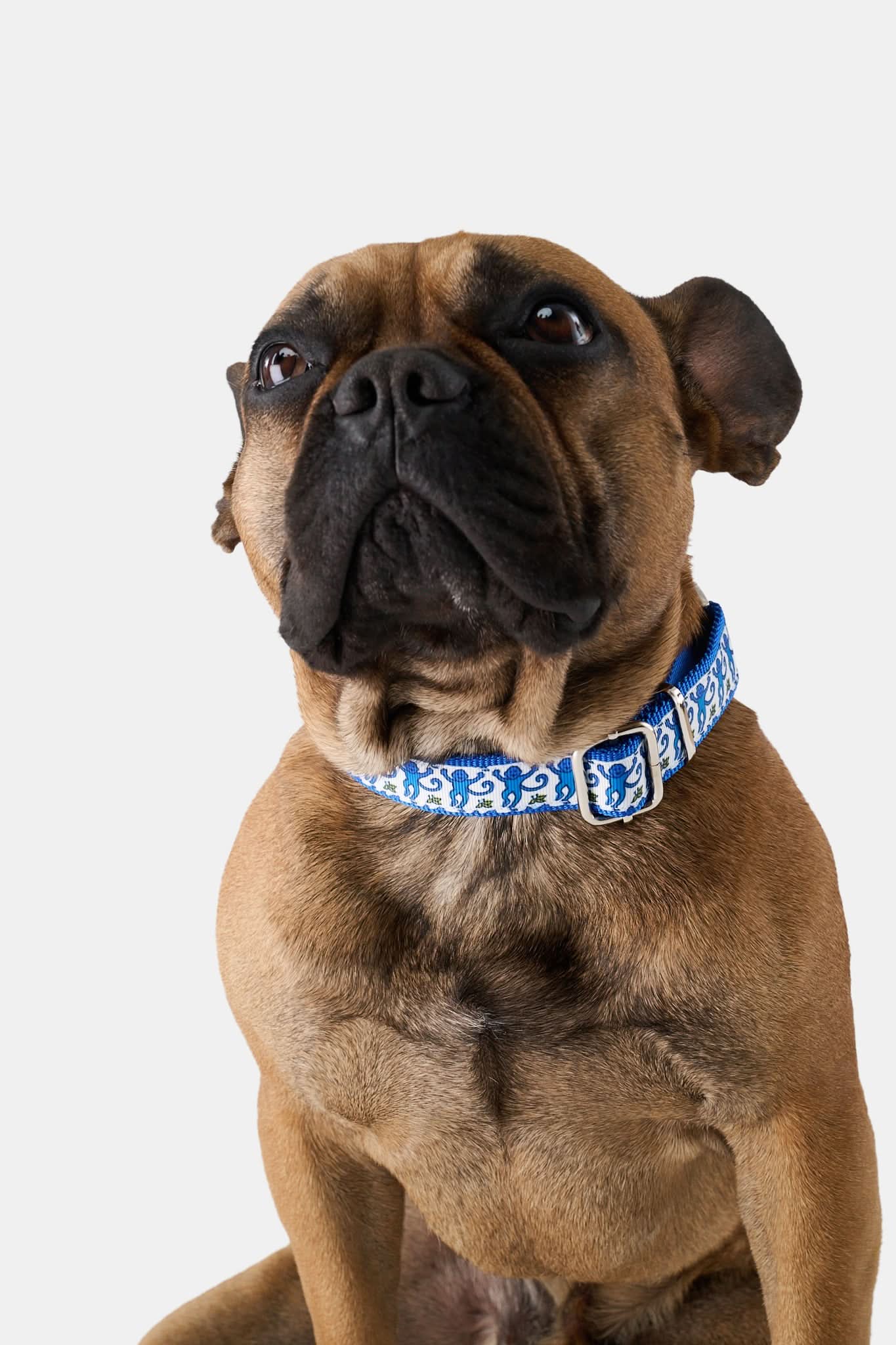 Monkey Dog Collar - Image 2