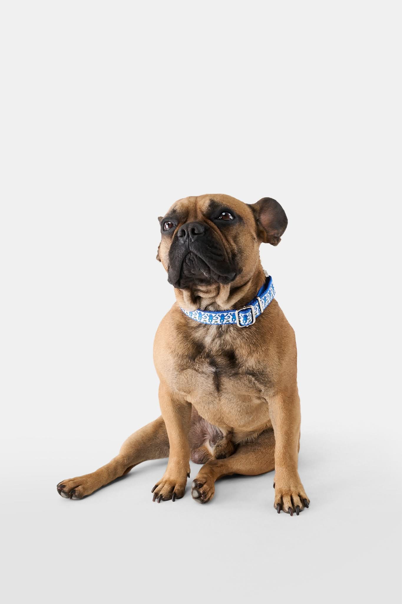 Monkey Dog Collar - Image 3